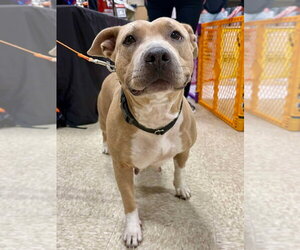 American Staffordshire Terrier-Unknown Mix Dogs for adoption in Wenonah, NJ, USA