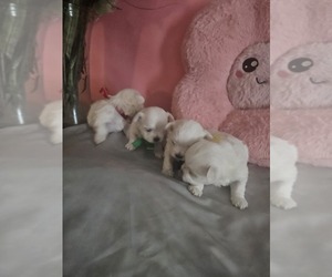 Maltese Litter for sale in ALTAMONTE SPRINGS, FL, USA