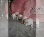 Image preview for Ad Listing. Nickname: Litter of 2