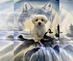 Chinese Crested Puppy for sale in ROBERTS, IL, USA