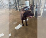 Small #2 Labrador Retriever Mix
