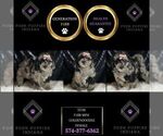 Small Photo #8 Goldendoodle (Miniature) Puppy For Sale in WARSAW, IN, USA