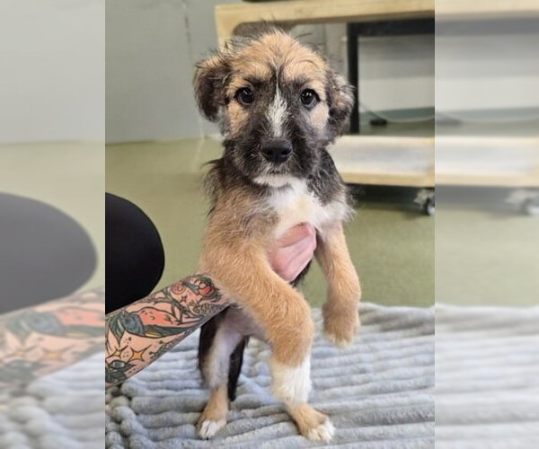 Medium Photo #1 Mutt Puppy For Sale in Warrenton, VA, USA