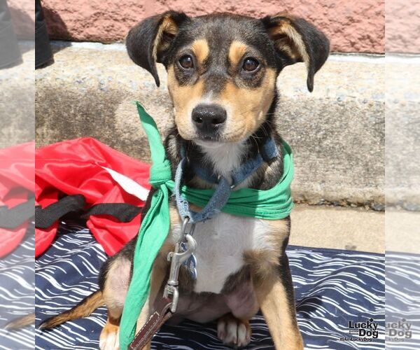 Medium Photo #6 Mutt Puppy For Sale in Washington, DC, USA