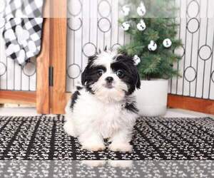 Shih Tzu Puppy for sale in NAPLES, FL, USA