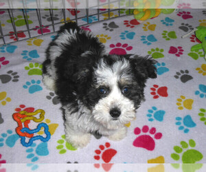 Havanese-Poodle (Toy) Mix Puppy for sale in ORO VALLEY, AZ, USA