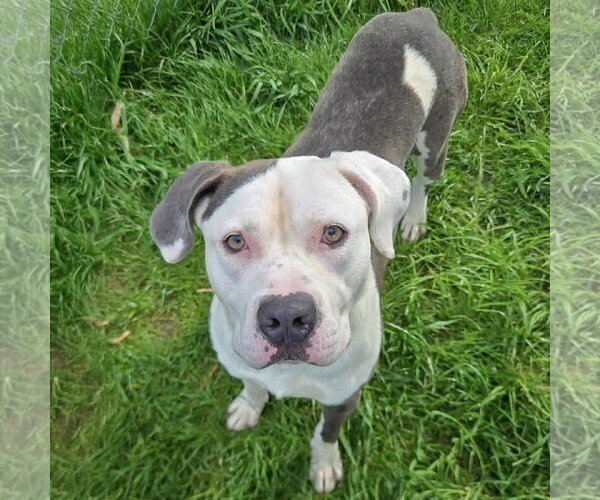 Medium Photo #3 American Bulldog-American Staffordshire Terrier Mix Puppy For Sale in Huntley, IL, USA