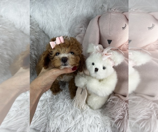 Medium Photo #24 Yorkshire Terrier Puppy For Sale in MIAMI BEACH, FL, USA