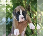 Puppy 4 Boxer