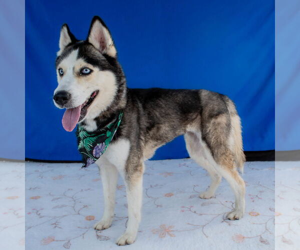 Medium Photo #2 Siberian Husky Puppy For Sale in Pasadena, CA, USA