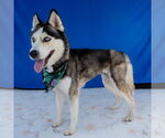 Small #1 Siberian Husky
