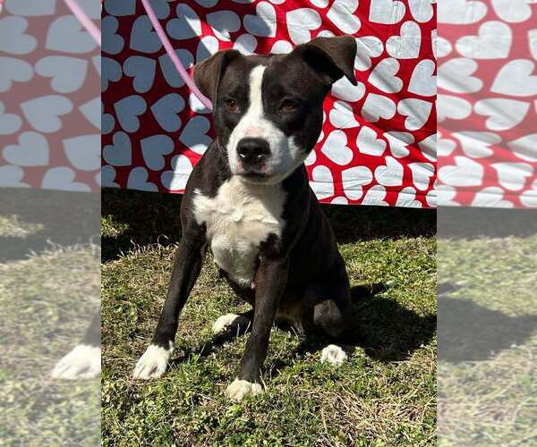 Medium Photo #6 Mutt Puppy For Sale in Abbeville, LA, USA