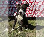 Small #5 Mutt