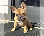 Small French Bulldog