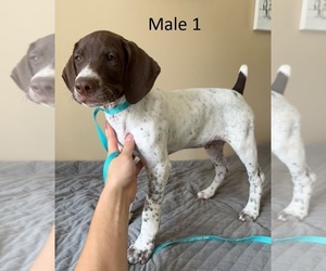German Shorthaired Pointer Puppy for sale in GOOD THUNDER, MN, USA
