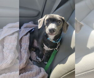 Chiweenie Dogs for adoption in Oakhurst, NJ, USA