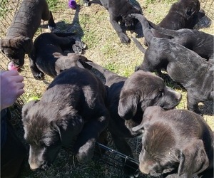 Bogle-Labrador Retriever Mix Puppy for sale in HOLTON, KS, USA