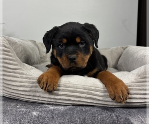 Rottweiler Puppy for sale in FRANKLIN, IN, USA