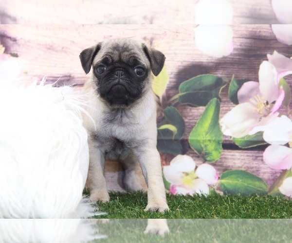 Medium Photo #3 Pug Puppy For Sale in MARIETTA, GA, USA