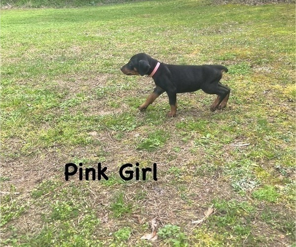 Medium Photo #4 Doberman Pinscher Puppy For Sale in NEW KENT, VA, USA