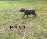 Small Photo #4 Doberman Pinscher Puppy For Sale in NEW KENT, VA, USA