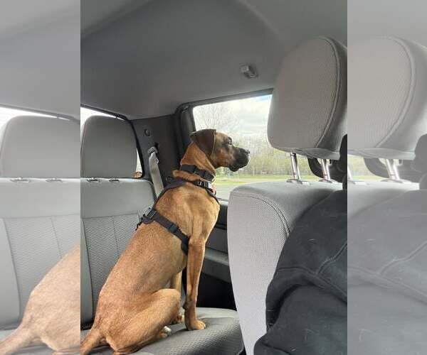 Medium Photo #2 Boxer-Unknown Mix Puppy For Sale in Woodbury, MN, USA