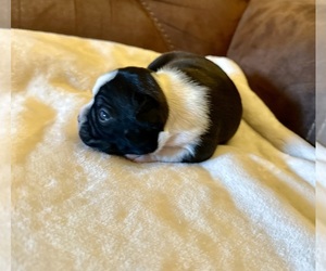 Boston Terrier Puppy for sale in WASHBURN, MO, USA