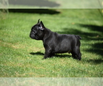 Small Photo #3 French Bulldog Puppy For Sale in Balmazujvaros, Hajdu-Bihar, Hungary