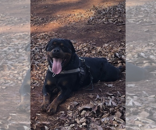 Medium Photo #44 Rottweiler Puppy For Sale in VONORE, TN, USA