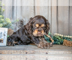 Small #2 Cocker Spaniel