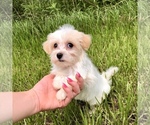 Small Photo #10 Havanese Puppy For Sale in HOUSTON, TX, USA