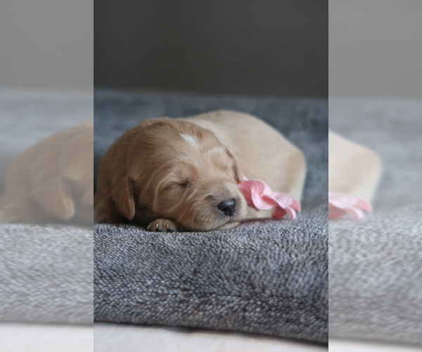 Medium Photo #1 Goldador Doodle Puppy For Sale in CAPON BRIDGE, WV, USA