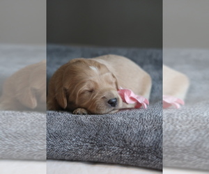Goldador Doodle Puppy for sale in CAPON BRIDGE, WV, USA