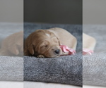 Image preview for Ad Listing. Nickname: Litter of 4