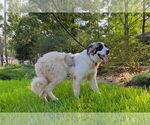 Small #3 Great Pyrenees