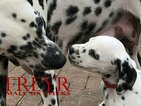 Small Photo #4 Dalmatian Puppy For Sale in ENID, OK, USA