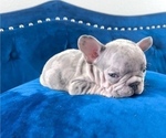 Small Photo #15 French Bulldog Puppy For Sale in DENVER, CO, USA