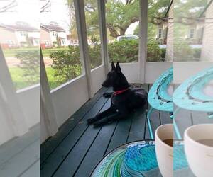 Mutt Dogs for adoption in Imlay City, MI, USA