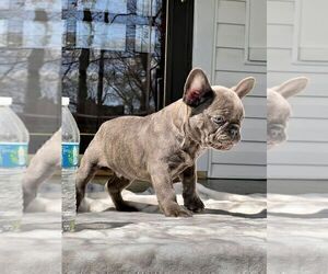 French Bulldog Dog for Adoption in BROOKLYN, New York USA