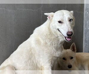 Siberian Husky-Unknown Mix Dogs for adoption in San Bernardino, CA, USA