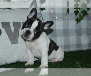 French Bulldog Puppy for sale in MARIETTA, GA, USA