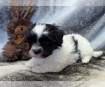 Image preview for Ad Listing. Nickname: DOMINO