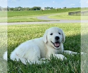Golden Retriever Puppy for sale in GORDONVILLE, PA, USA