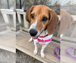 Mutt Dogs for adoption in Elmsford, NY, USA