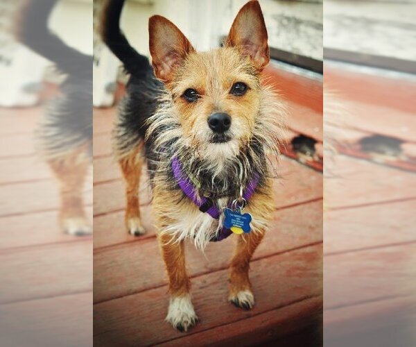 Medium Photo #2 Australian Terrier-Unknown Mix Puppy For Sale in Milpitas, CA, USA