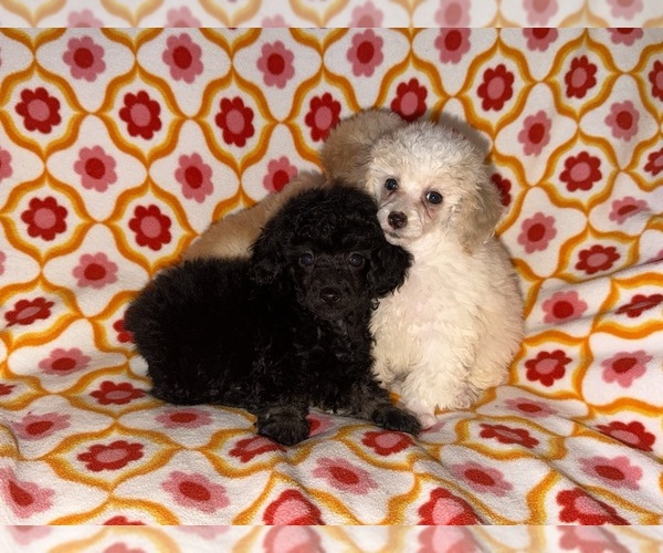Medium Photo #11 Poodle (Toy) Puppy For Sale in DETROIT, MI, USA