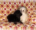 Litter of 3 - Female Poodle (Toy)Litter of Puppies for Sale - Photo #11