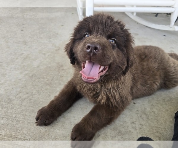 Medium Photo #7 Newfoundland Puppy For Sale in TILTON, IL, USA