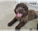 Small #6 Newfoundland