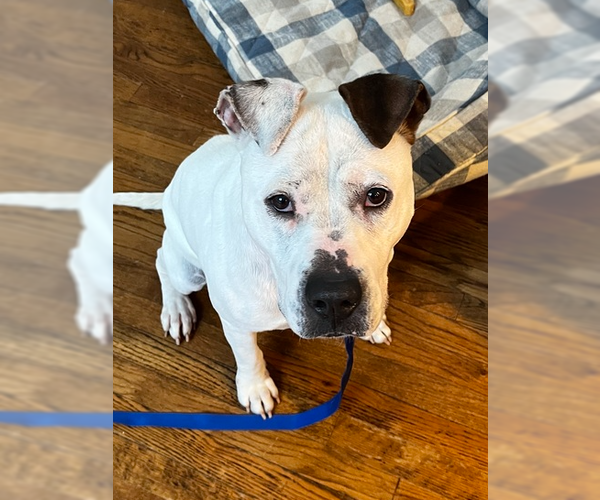 Medium Photo #12 Dogo Argentino-Labrador Retriever Mix Puppy For Sale in Brewster, NY, USA